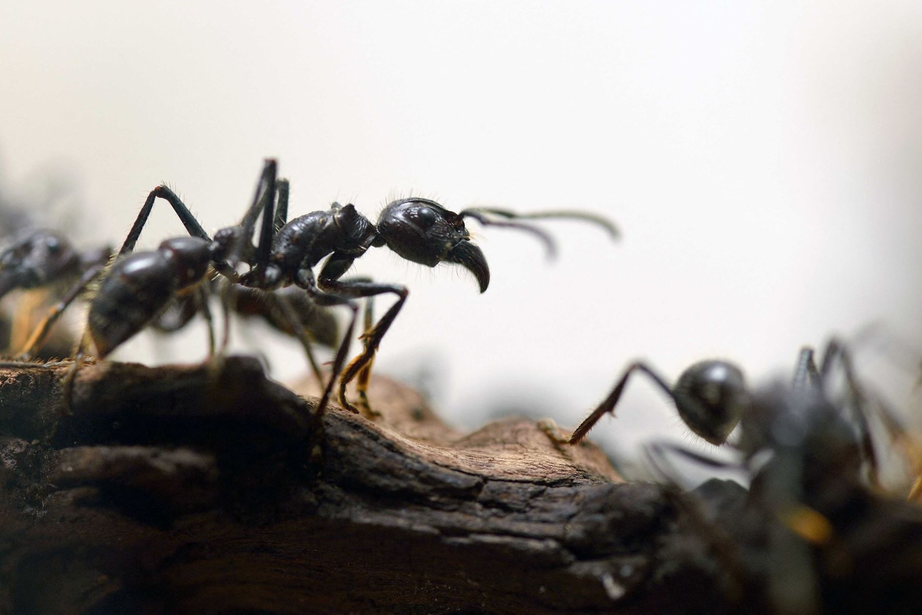 Estudio estima que ecosistemas del mundo albergan a más de 20,000 billones de hormigas