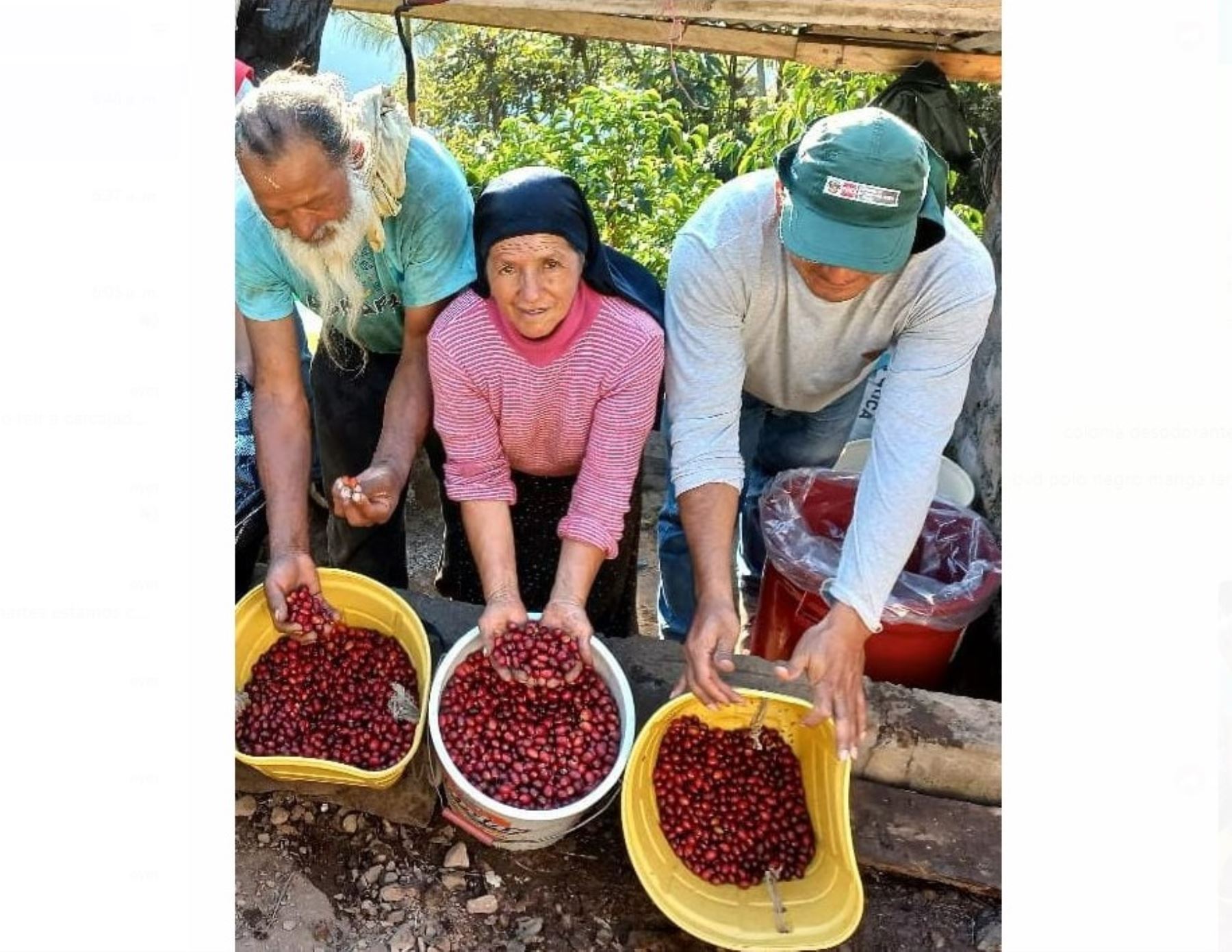 INIA elabora manual técnico del cultivo del café para la zona del Vraem