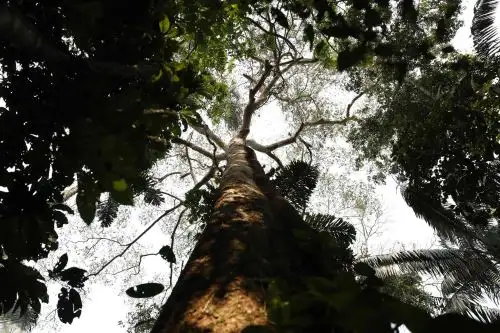 El shihuahuaco es una de las especies más amenazadas de la Amazonía peruana por los traficantes ilegales de madera. EFE