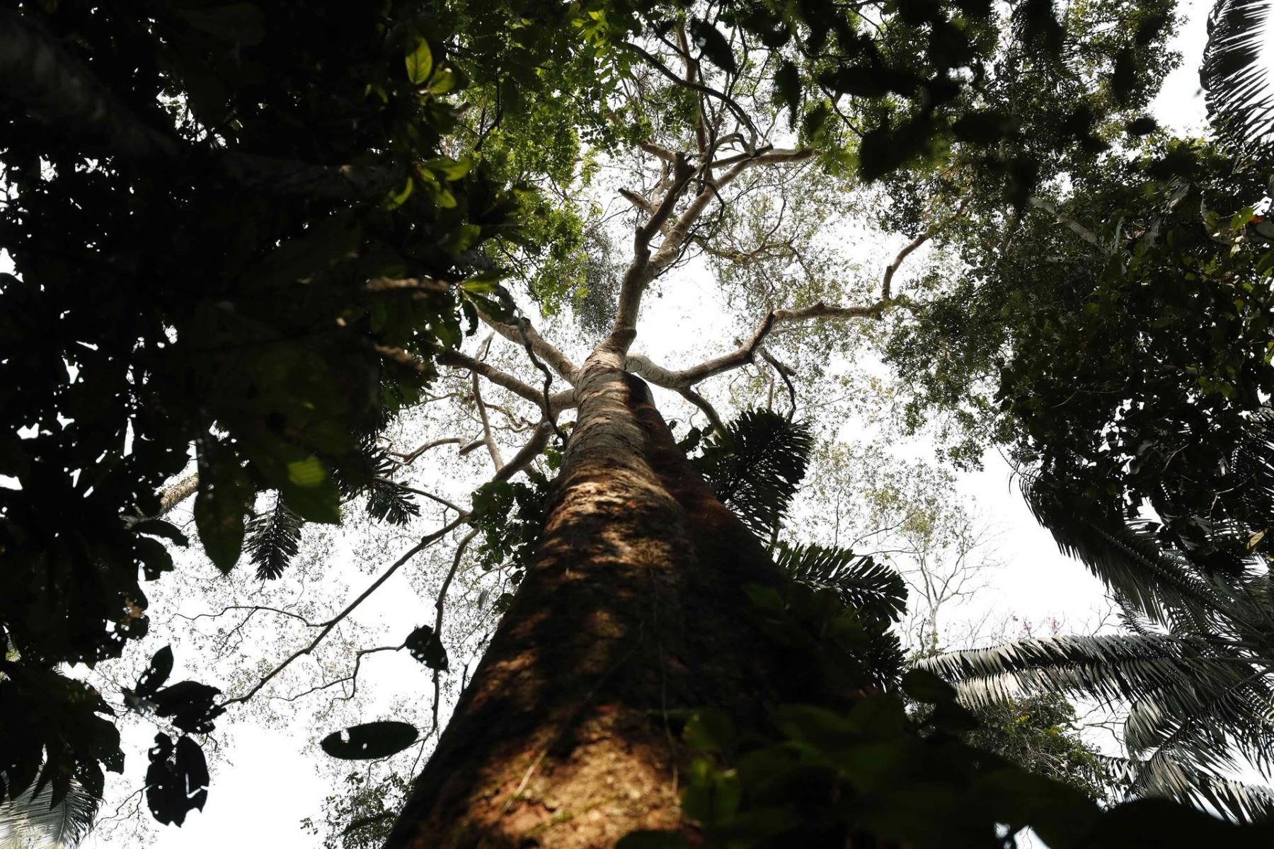 Emprenden cruzada para proteger los árboles milenarios de la Amazonía