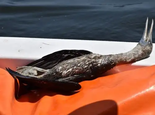 Sernanp anunció el establecimiento de un sistema de vigilancia de enfermedades en animales silvestres que viven en las áreas naturales protegidas. ANDINA/Difusión