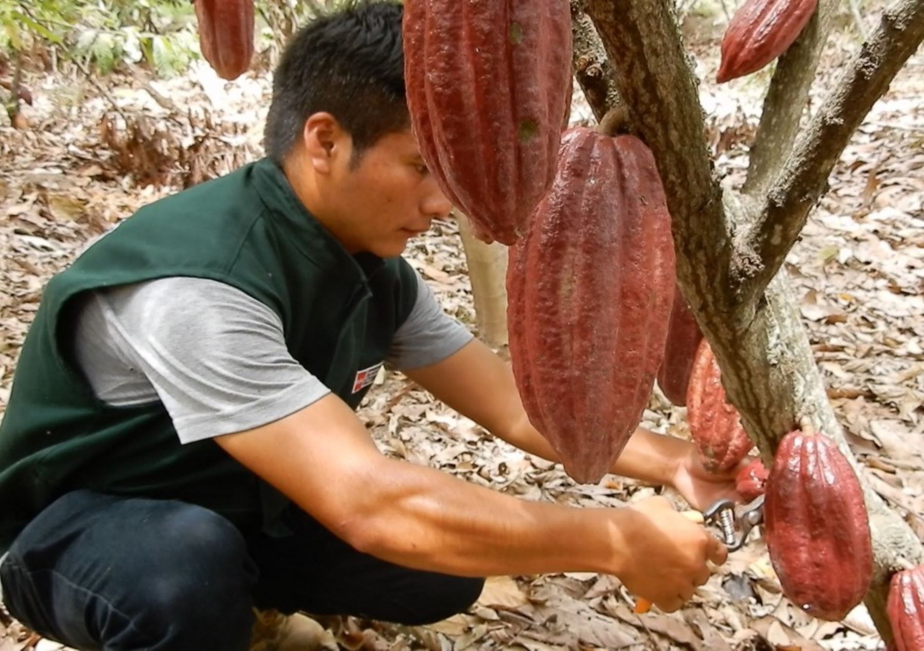 Perú y Brasil impulsarán investigaciones para mejorar la calidad genética del cacao. Foto: ANDINA/difusión.