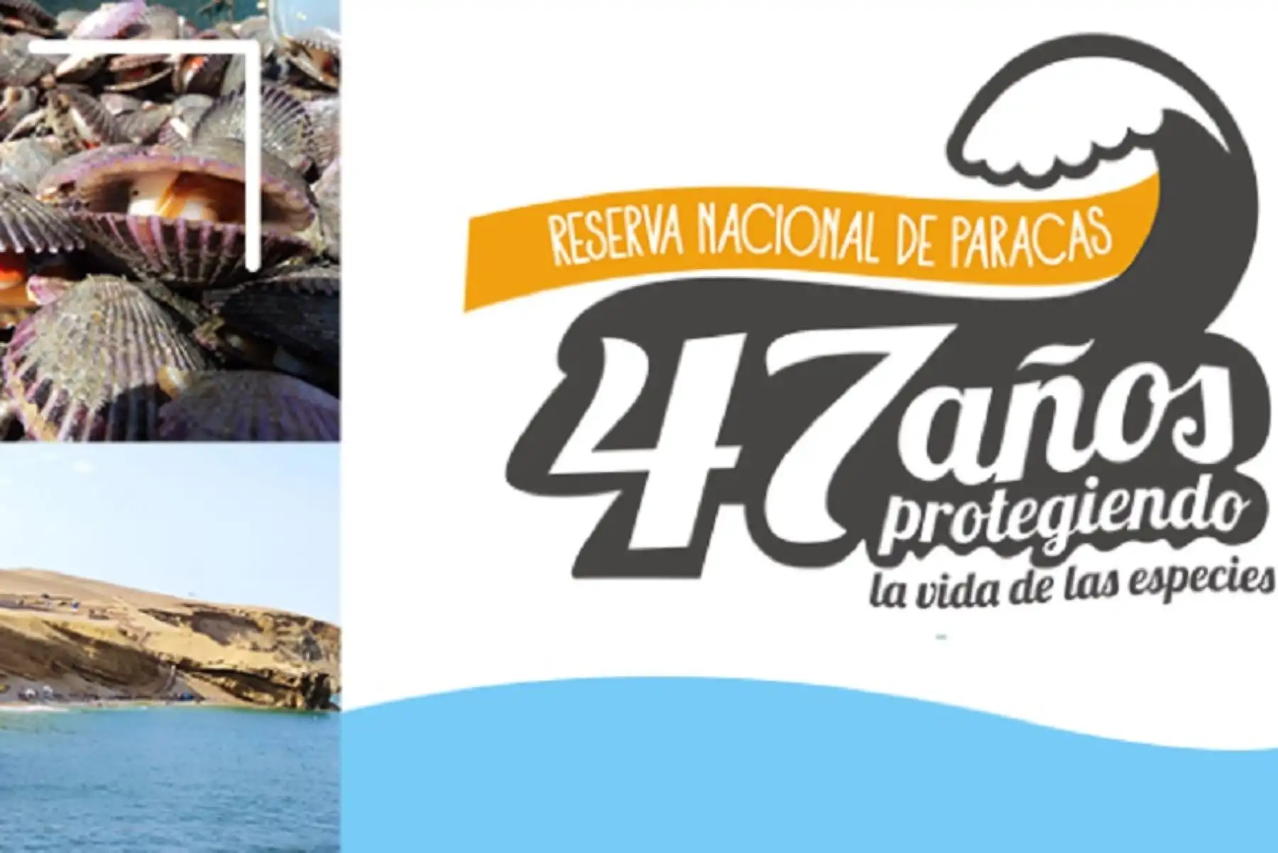 La Reserva Nacional de Paracas celebrará, el próximo 25 de setiembre, su 47° aniversario como una de las áreas naturales protegidas que permite apreciar la enorme belleza paisajística y singular biodiversidad que existe en el ámbito marino y costero de la región Ica.