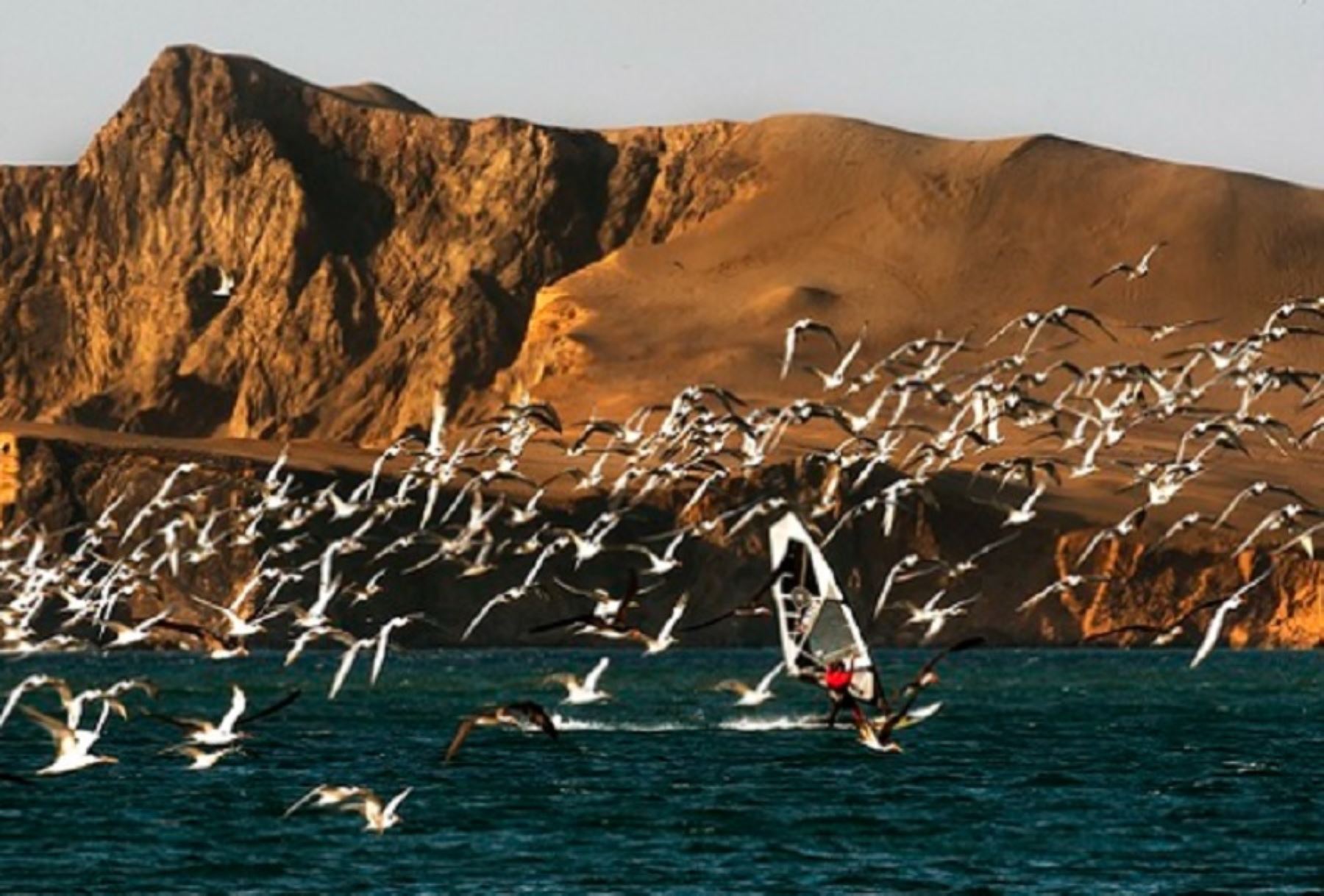 Paracas. Foto: ANDINA/Difusión