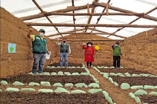 Los 50 fitotoldos se han implementado en las provincias de Huánuco y Pachitea, precisó Agro Rural.