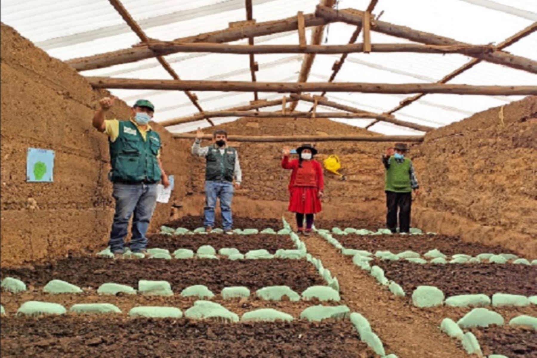 Agro Rural concluye construcción de 50 fitotoldos en zonas altoandinas de Huánuco