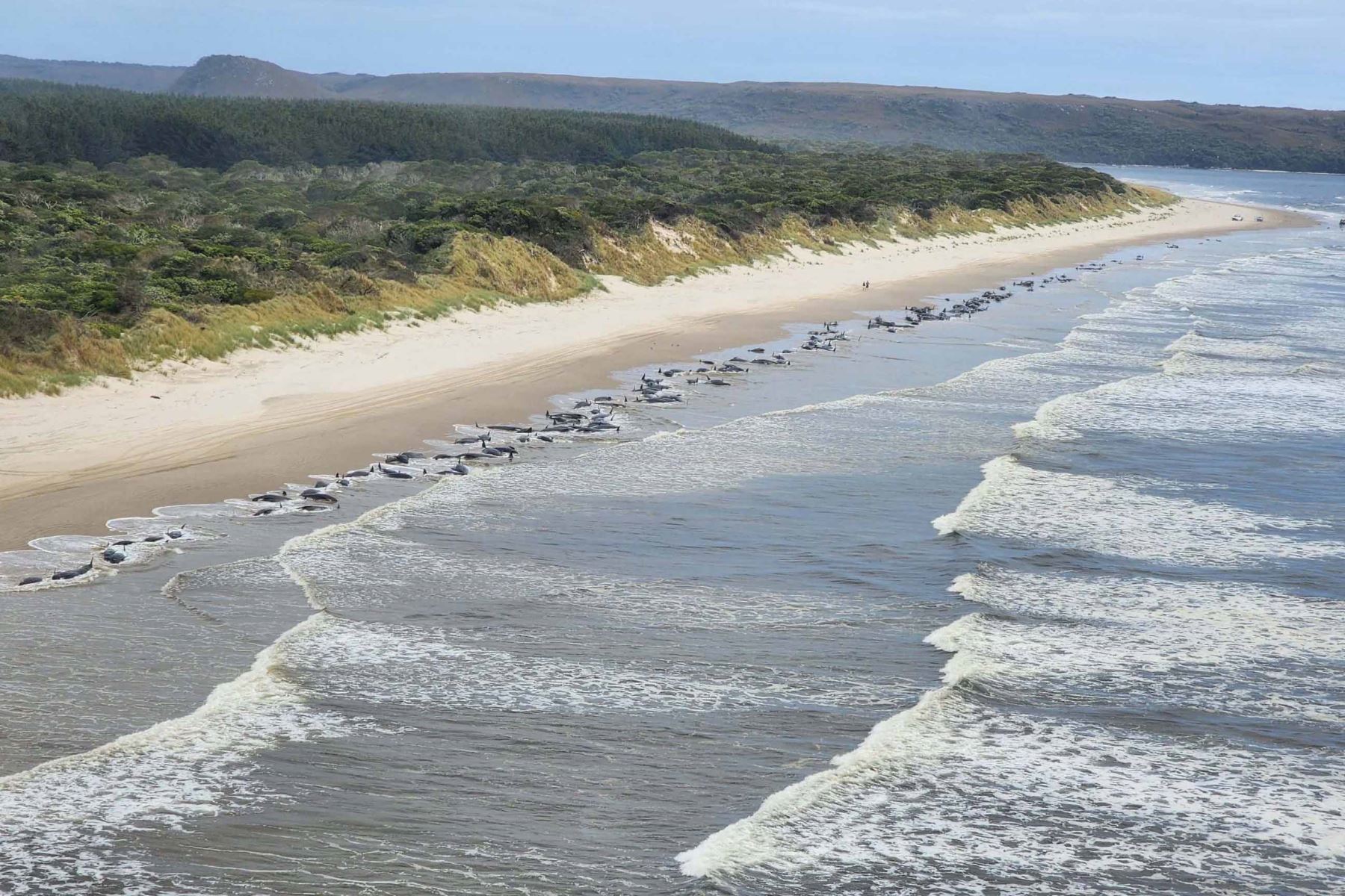Unas 230 ballenas mueren tras quedar varadas en remota playa de Australia [video]