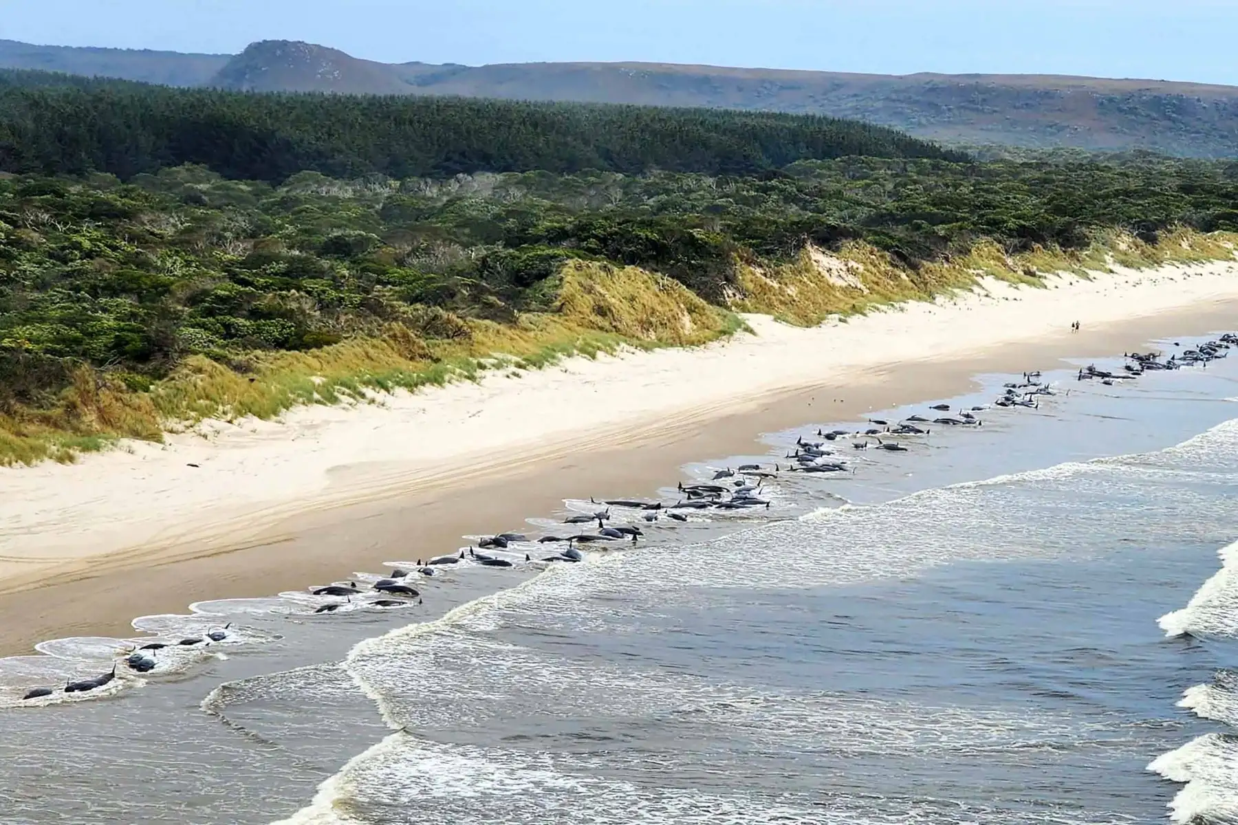 Alrededor de 200 ballenas piloto murieron en una playa de la bahía de Macquarie, en el oeste de la isla australiana de Tasmania, y 35 fueron rescatadas con vida después del varamiento masivo ocurrido la víspera en este remoto lugar, informaron este jueves las autoridades del país oceánico. Foto: AFP