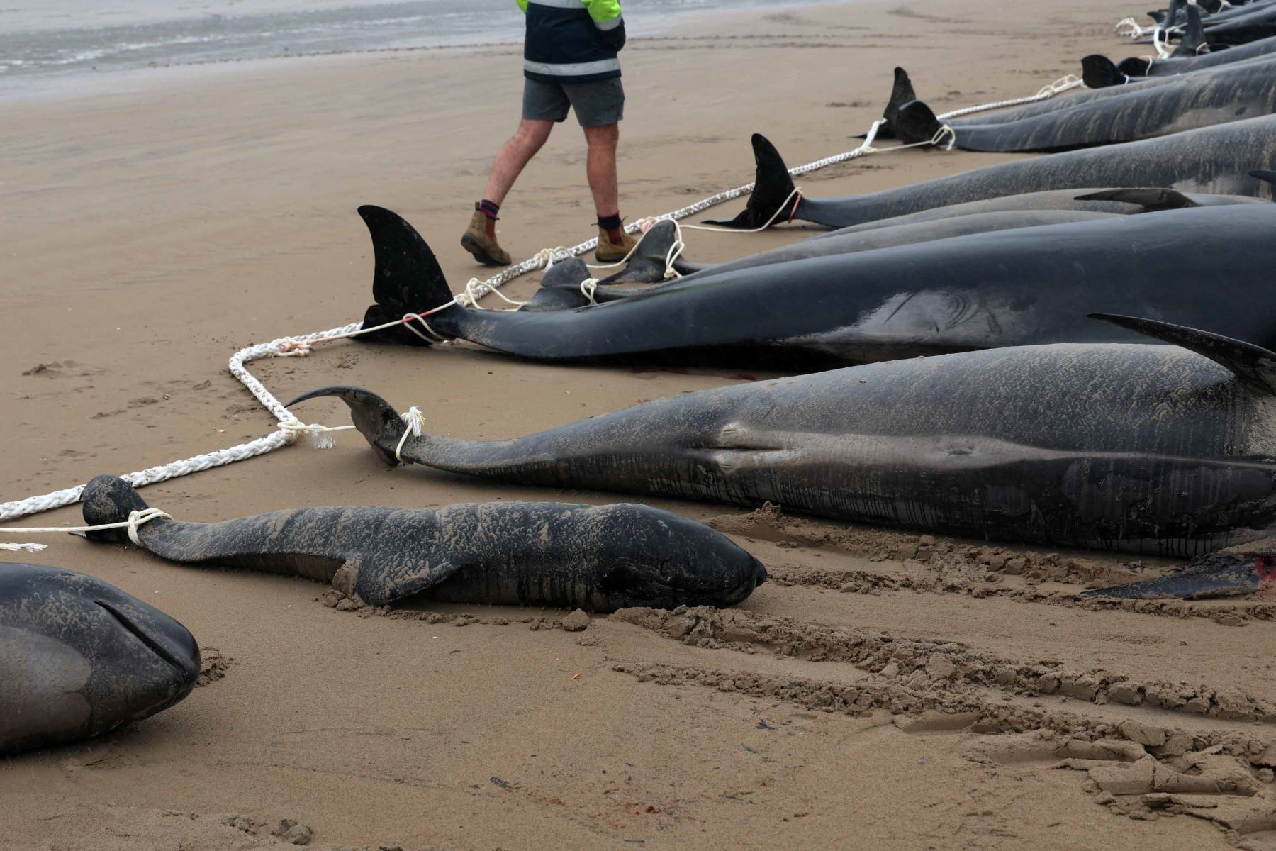 Alrededor de 200 ballenas piloto murieron en una playa de la bahía de Macquarie, en el oeste de la isla australiana de Tasmania, y 35 fueron rescatadas con vida después del varamiento masivo ocurrido la víspera en este remoto lugar, informaron este jueves las autoridades del país oceánico