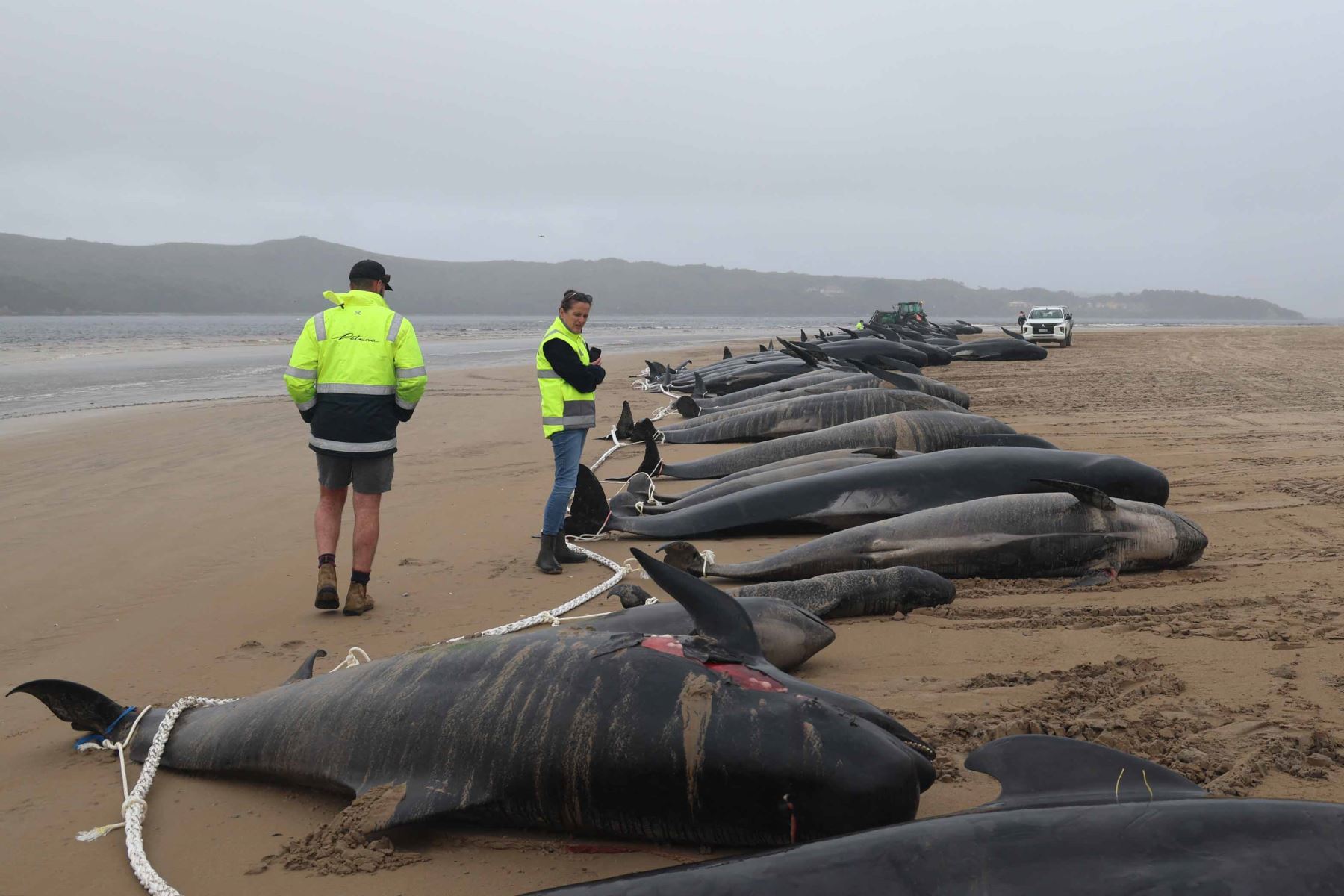 Alrededor de 200 ballenas piloto murieron en una playa de la bahía de Macquarie, en el oeste de la isla australiana de Tasmania, y 35 fueron rescatadas con vida después del varamiento masivo ocurrido la víspera en este remoto lugar, informaron este jueves las autoridades del país oceánico