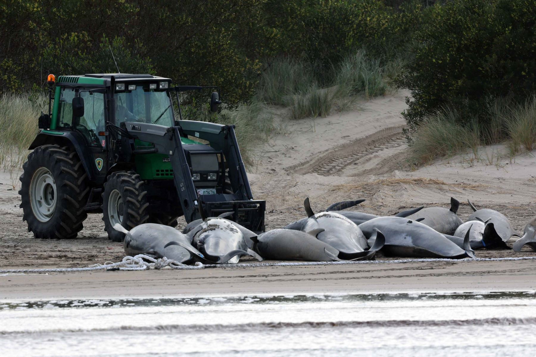 Nearly 200 Pilot Whales Died On A Beach In Macquarie Bay, West Of The Australian Island Of Tasmania, And 35 Were Rescued Alive After Being Largely Stranded In This Remote Location, Country Officials Reported On Thursday.  Photo: Afp