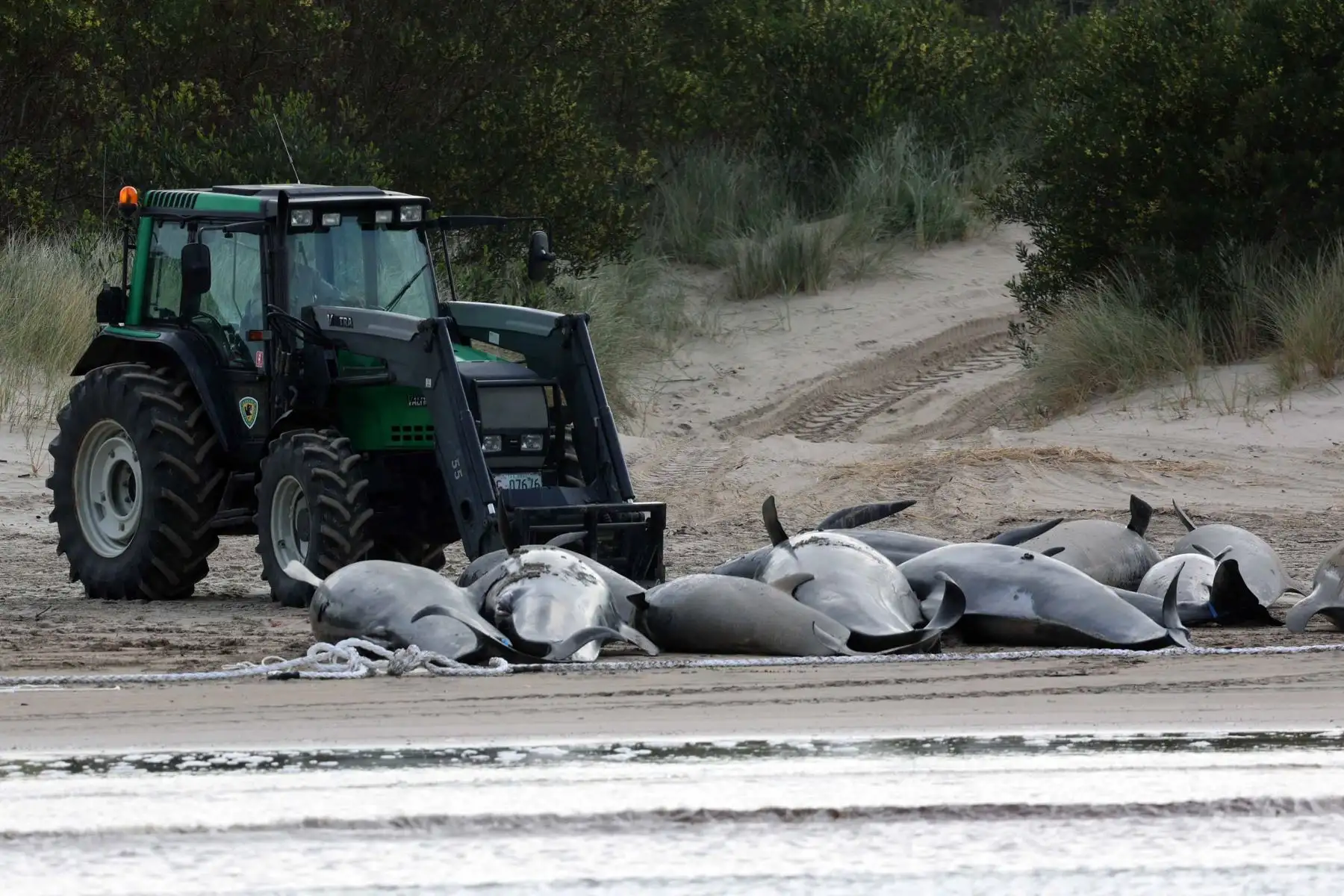 Alrededor de 200 ballenas piloto murieron en una playa de la bahía de Macquarie, en el oeste de la isla australiana de Tasmania, y 35 fueron rescatadas con vida después del varamiento masivo ocurrido la víspera en este remoto lugar, informaron este jueves las autoridades del país oceánico. Foto: AFP