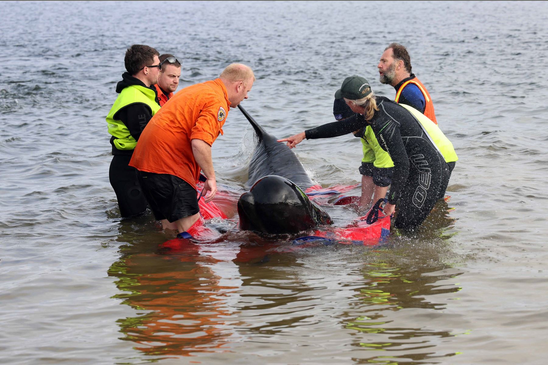 Alrededor de 200 ballenas piloto murieron en una playa de la bahía de Macquarie, en el oeste de la isla australiana de Tasmania, y 35 fueron rescatadas con vida después del varamiento masivo ocurrido la víspera en este remoto lugar, informaron este jueves las autoridades del país oceánico. Foto: AFP