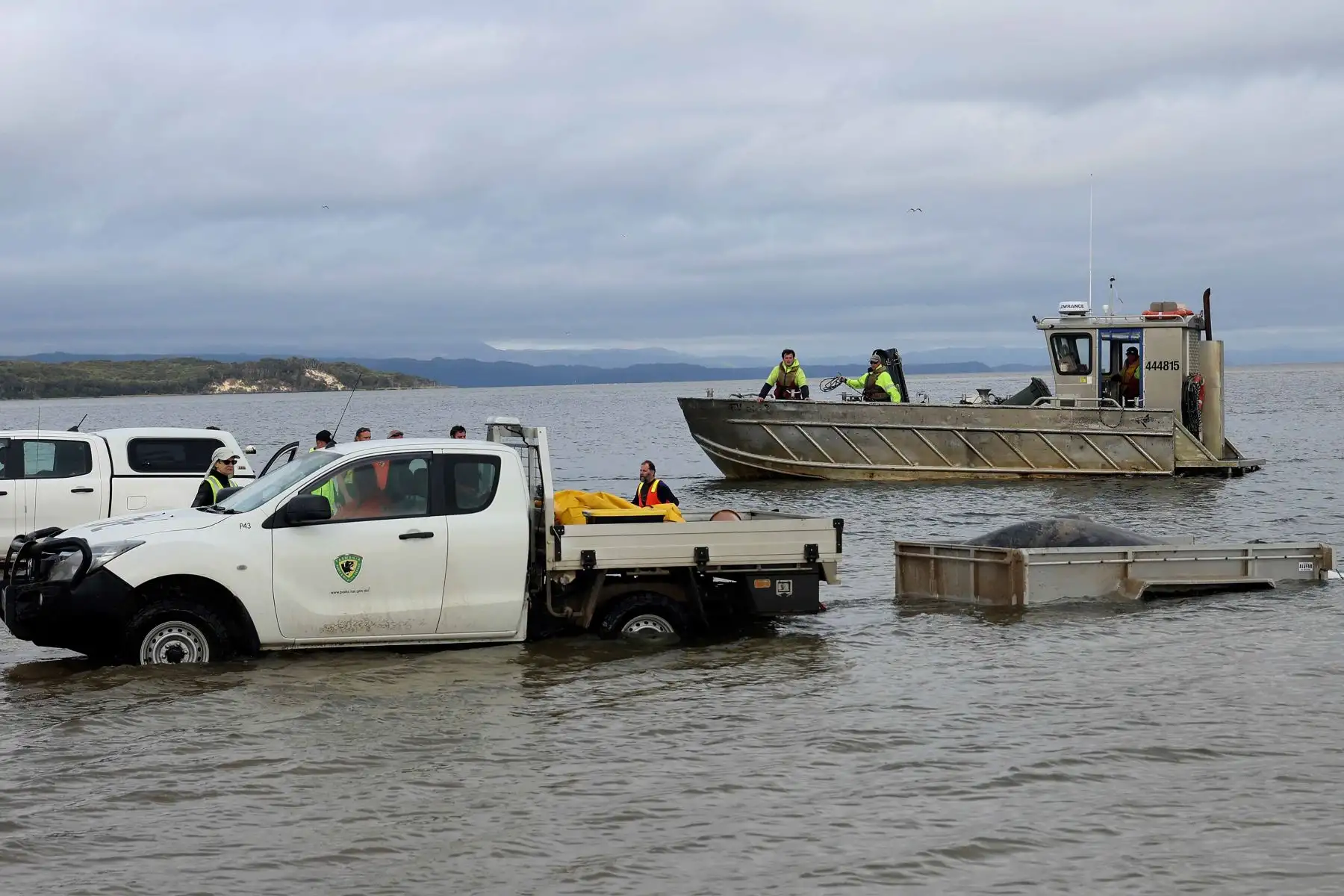 Alrededor de 200 ballenas piloto murieron en una playa de la bahía de Macquarie, en el oeste de la isla australiana de Tasmania, y 35 fueron rescatadas con vida después del varamiento masivo ocurrido la víspera en este remoto lugar, informaron este jueves las autoridades del país oceánico. Foto: AFP