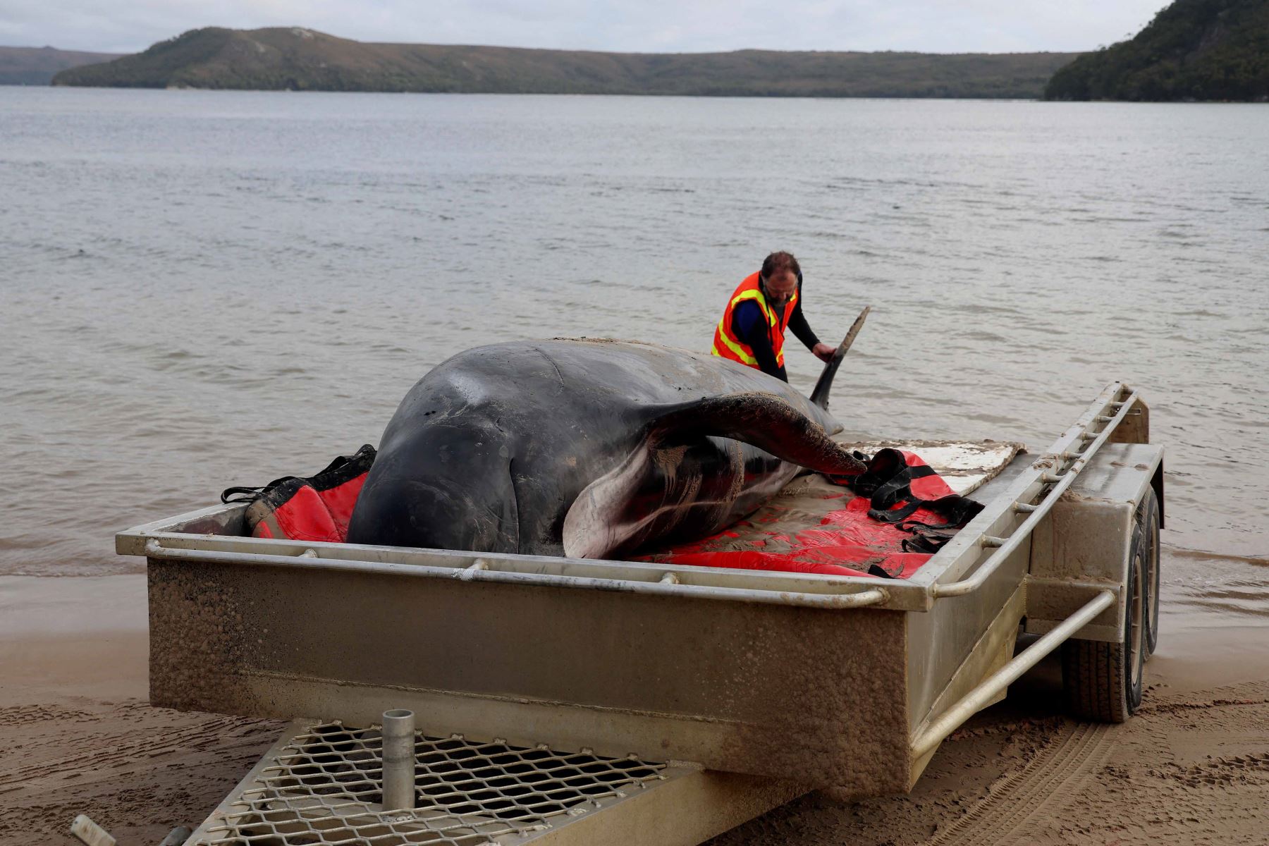Alrededor de 200 ballenas piloto murieron en una playa de la bahía de Macquarie, en el oeste de la isla australiana de Tasmania, y 35 fueron rescatadas con vida después del varamiento masivo ocurrido la víspera en este remoto lugar, informaron este jueves las autoridades del país oceánico. Foto: AFP