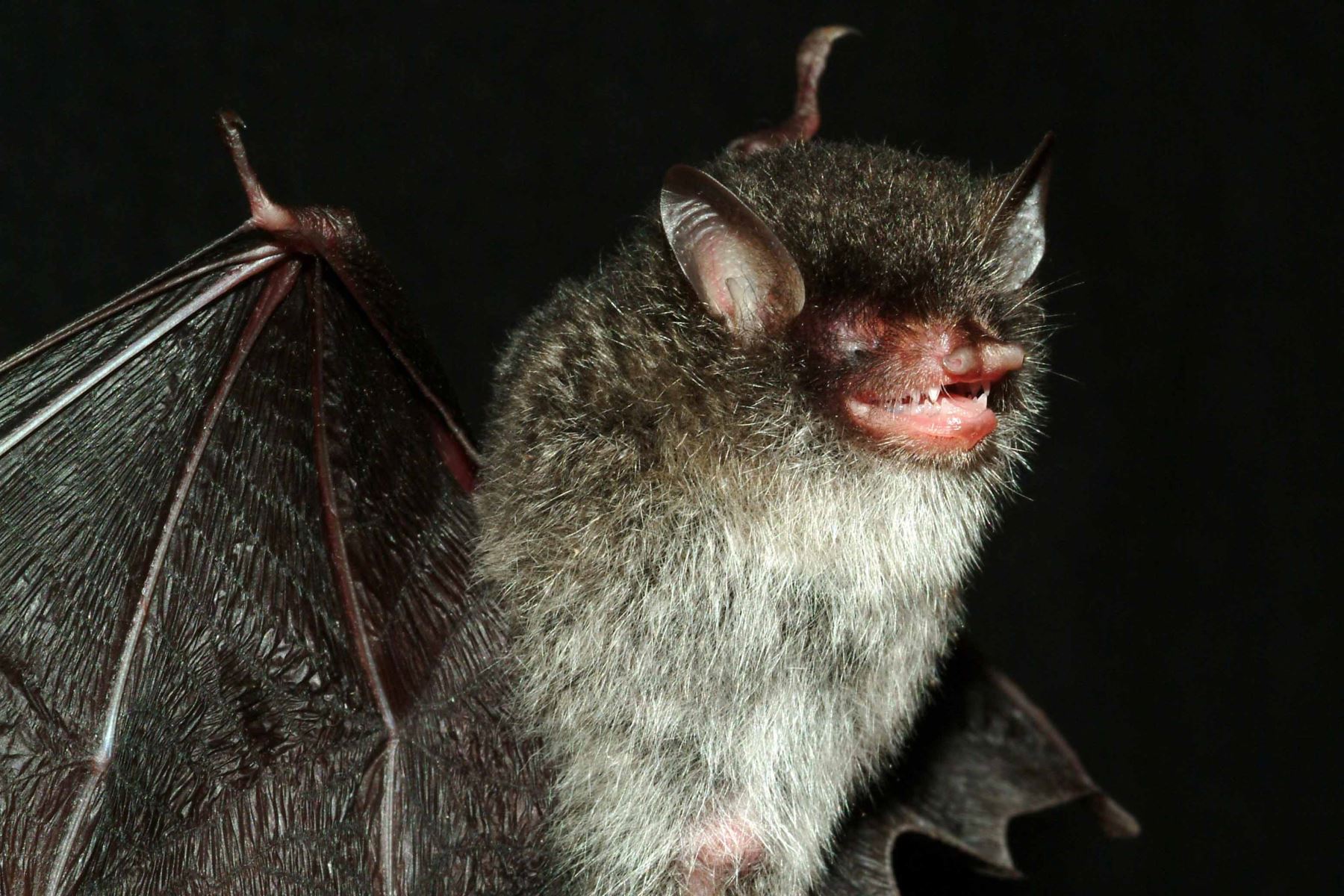 Descubren un virus de murciélago similar al covid que puede entrar en las células humanas