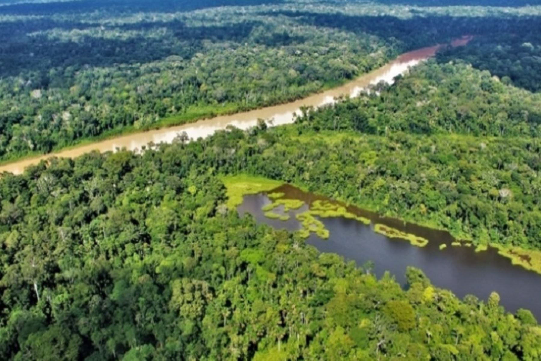 Amazonas registró una reducción de 62 % (de 11 541 hectáreas perdidas en 2020 a 4329 hectáreas en 2021).
