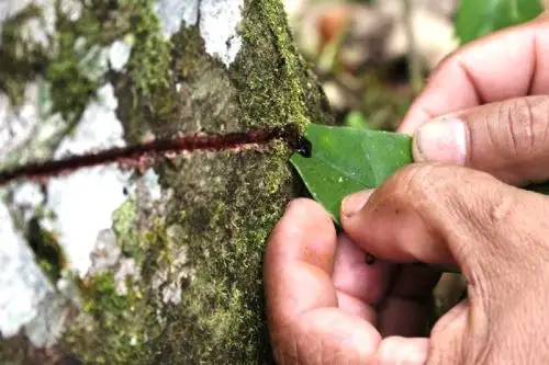 La sangre de Grado tiene un uso extendido en el control de heridas menores. Foto: ANDINA/Difusión.