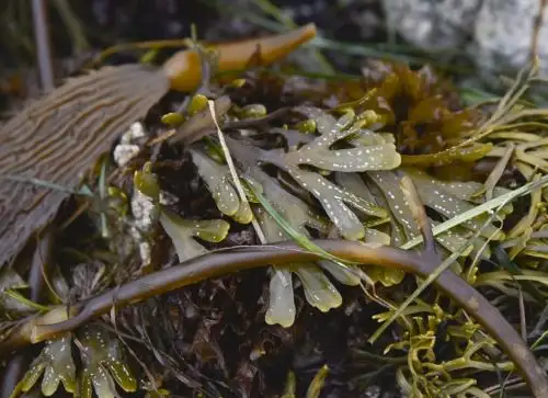 Proyecto científico identifica más de 100 especies de macroalgas con potencial comercial. ANDINA/Difusión