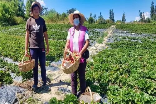 Segunda reforma agraria: unas 18,000 mujeres rurales buscan financiar sus proyectos.