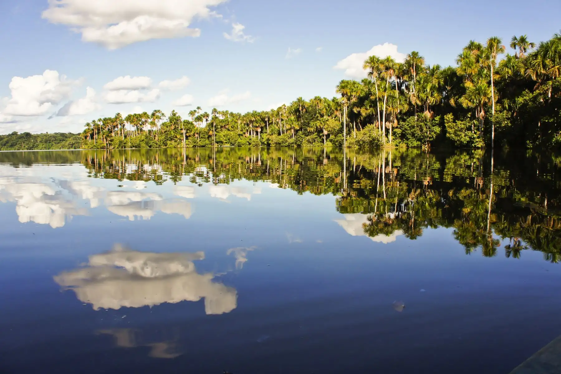 La Reserva Nacional Tambopata es un verdadero paraíso natural. Esta área natural protegida posee una gran riqueza biológica. ANDINA/Difusión