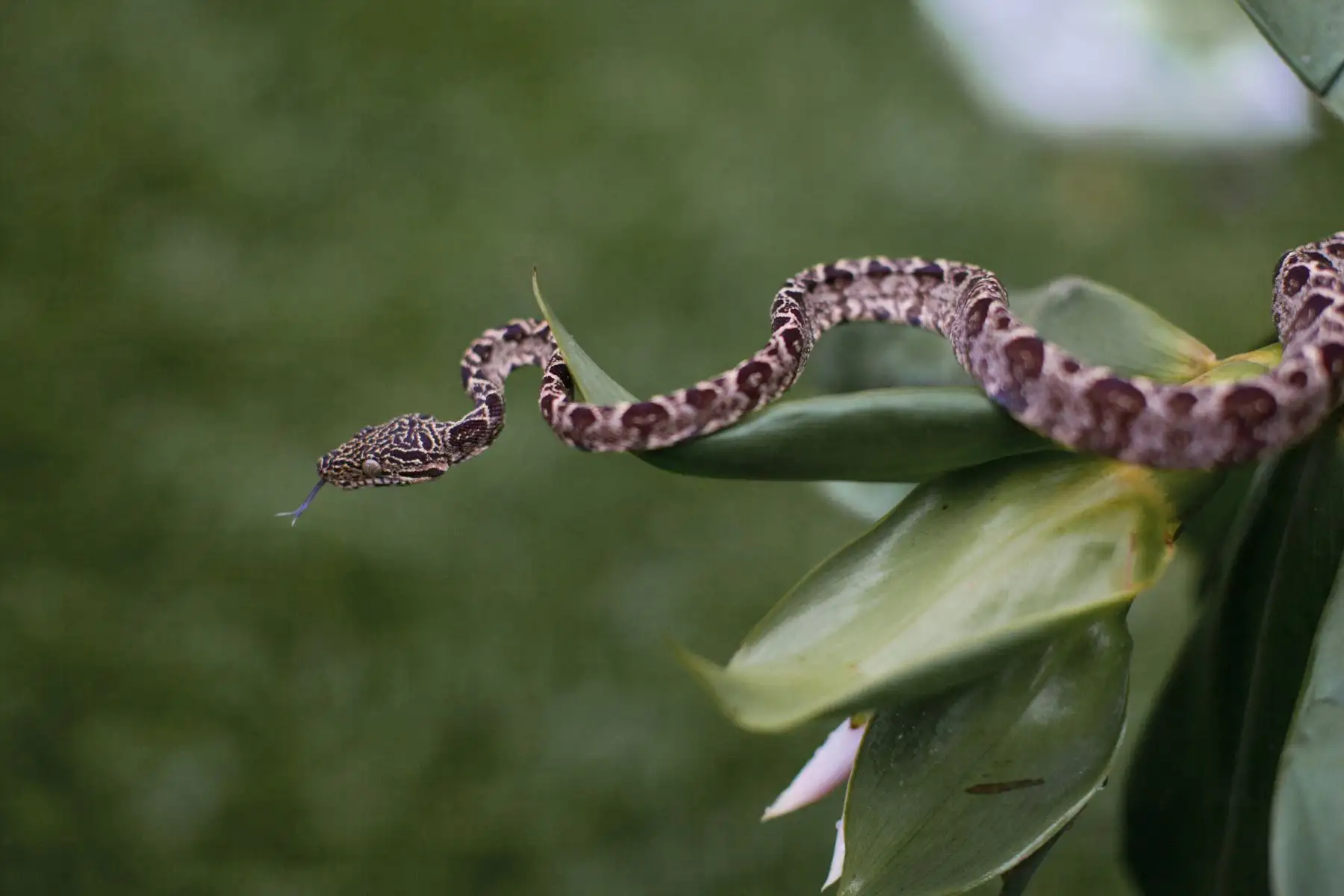 Ocho áreas protegidas de Perú destacan en el Top 100 de destinos sostenibles del mundo. En la imagen, Parque Nacional del Manu de Madre de Dios  y Cusco.
Foto: Mincetur