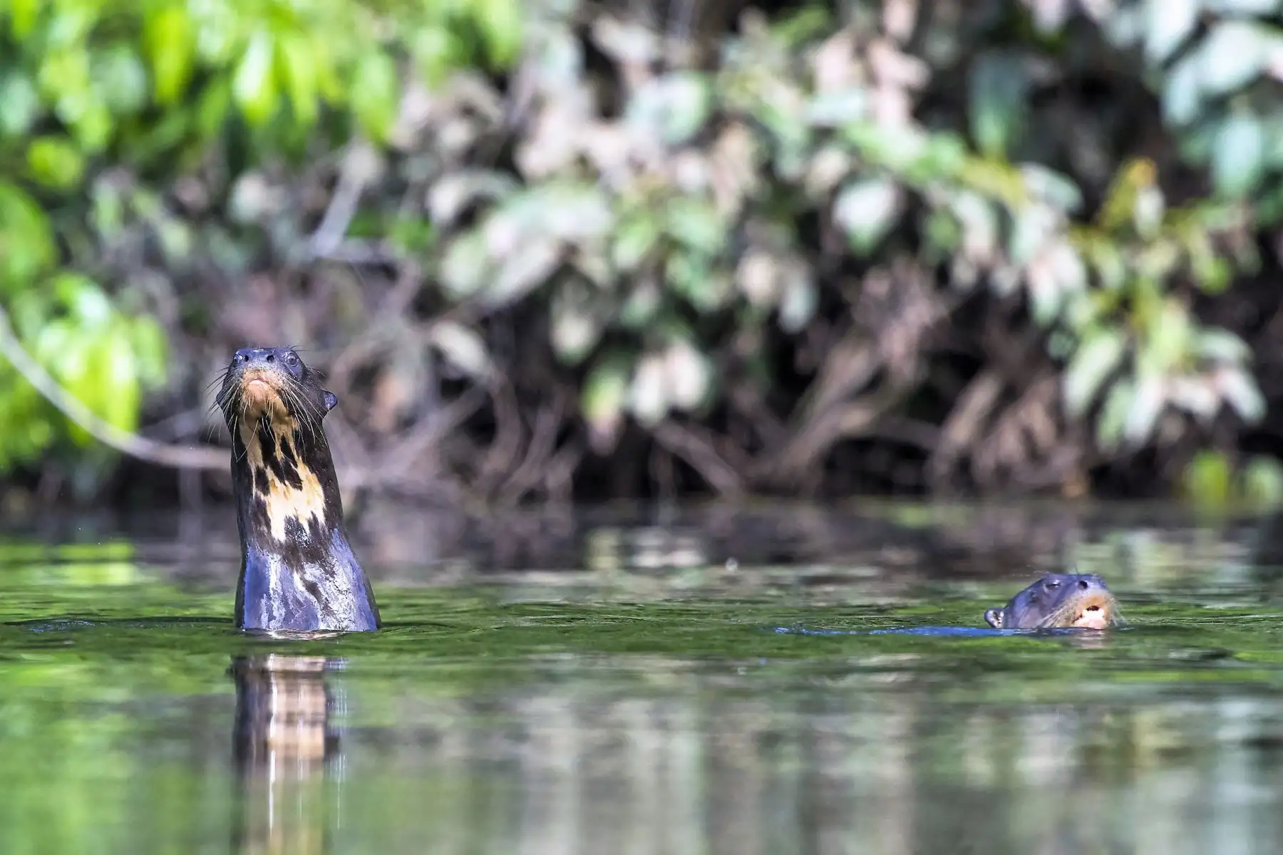 Ocho áreas protegidas de Perú destacan en el Top 100 de destinos sostenibles del mundo. En la imagen, Parque Nacional Bahuaja Sonene de Madre de Dios y Puno.
Foto: Mincetur