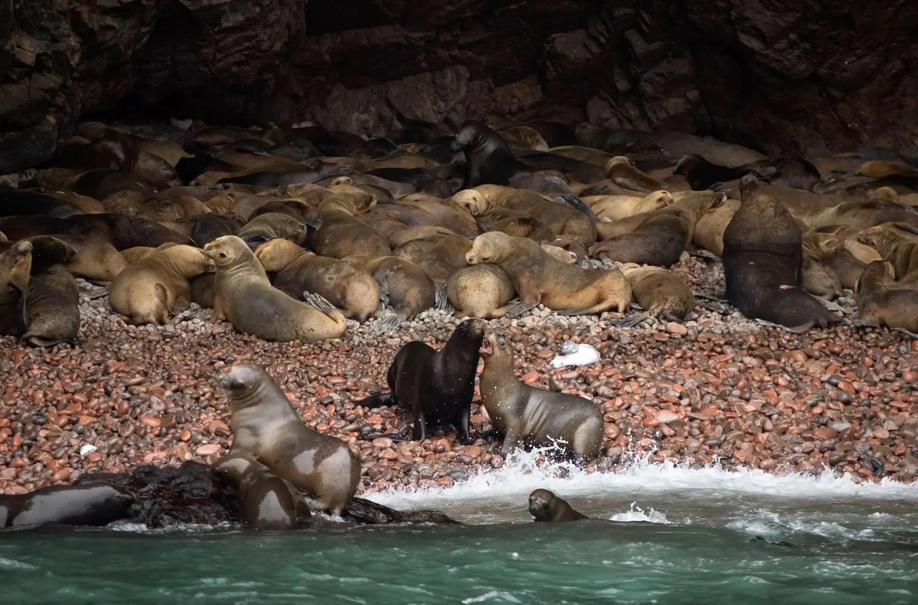 Ocho áreas protegidas de Perú destacan en el Top 100 de destinos sostenibles del mundo. En la imagen, Reserva Nacional de Paracas - Ica.
Foto: Mincetur