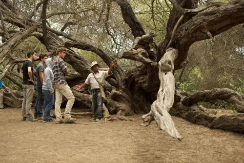 Consolidada como un destino ideal para el turismo de naturaleza, ecológico y cultural, el Santuario Histórico Bosque de Pómac celebra su 22 aniversario como área natural protegida por el Estado, preservando el más extenso bosque seco biodiverso del Perú, ejemplo de naturaleza viva hasta nuestros tiempos, y atesora el legado de la célebre cultura Sicán y su formidable riqueza cultural.  ANDINA/Difusión