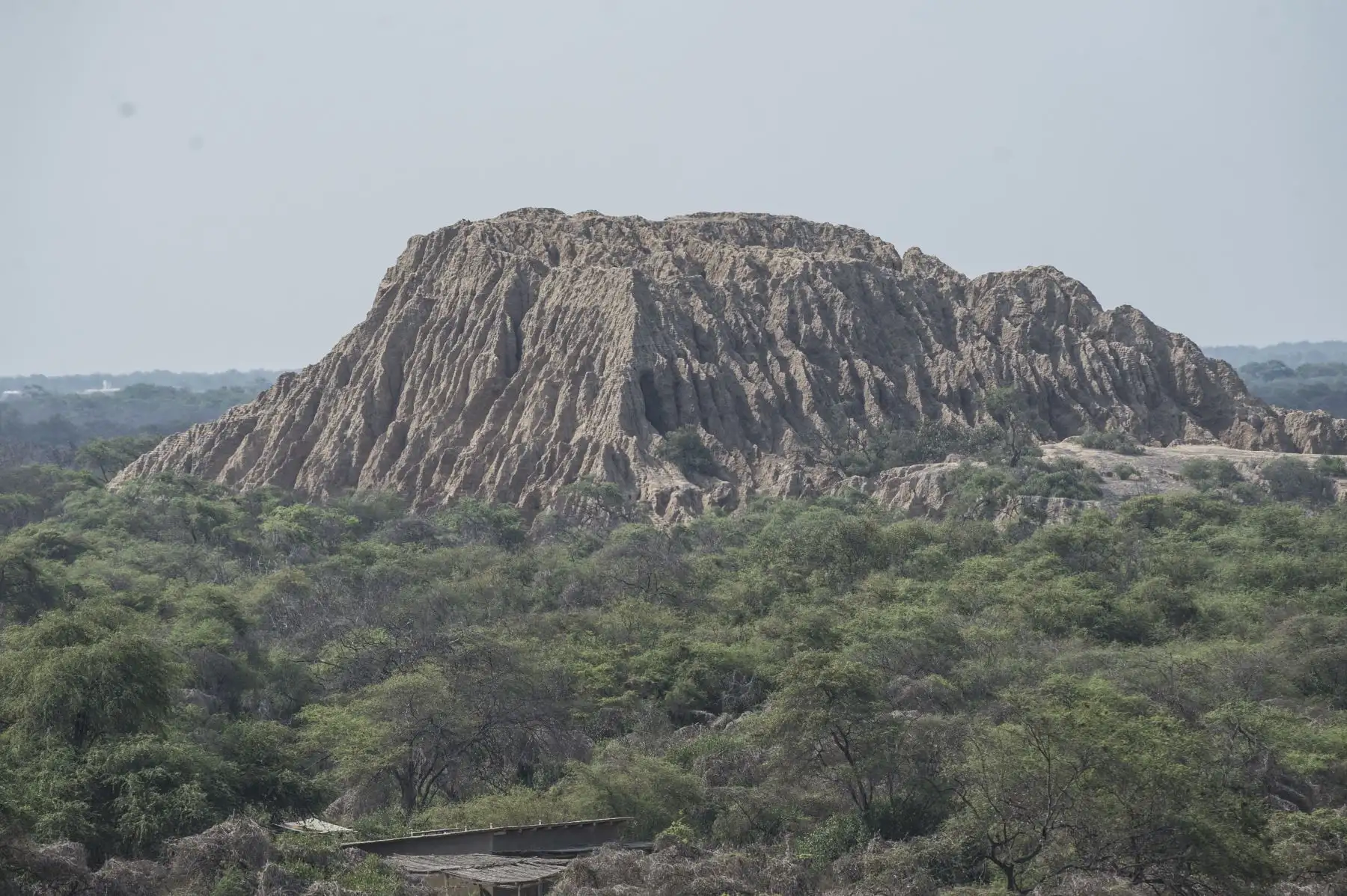 Ocho áreas protegidas de Perú destacan en el Top 100 de destinos sostenibles del mundo. En la imagen, Santuario Histórico Bosque de Pómac - Lambayeque.
Foto: Mincetur