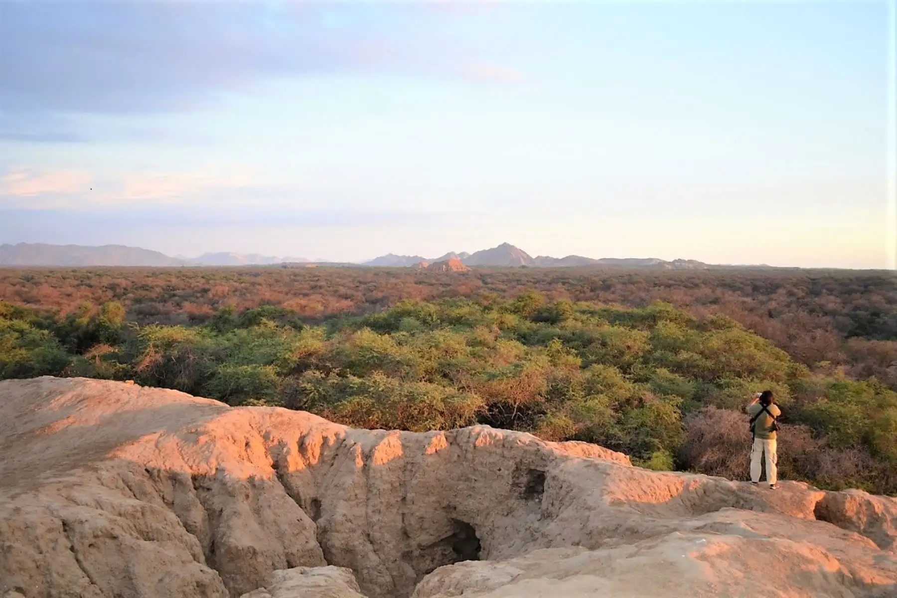 Bosque de Pómac, patrimonio de la región Lambayeque. Foto: ANDINA/difusión.