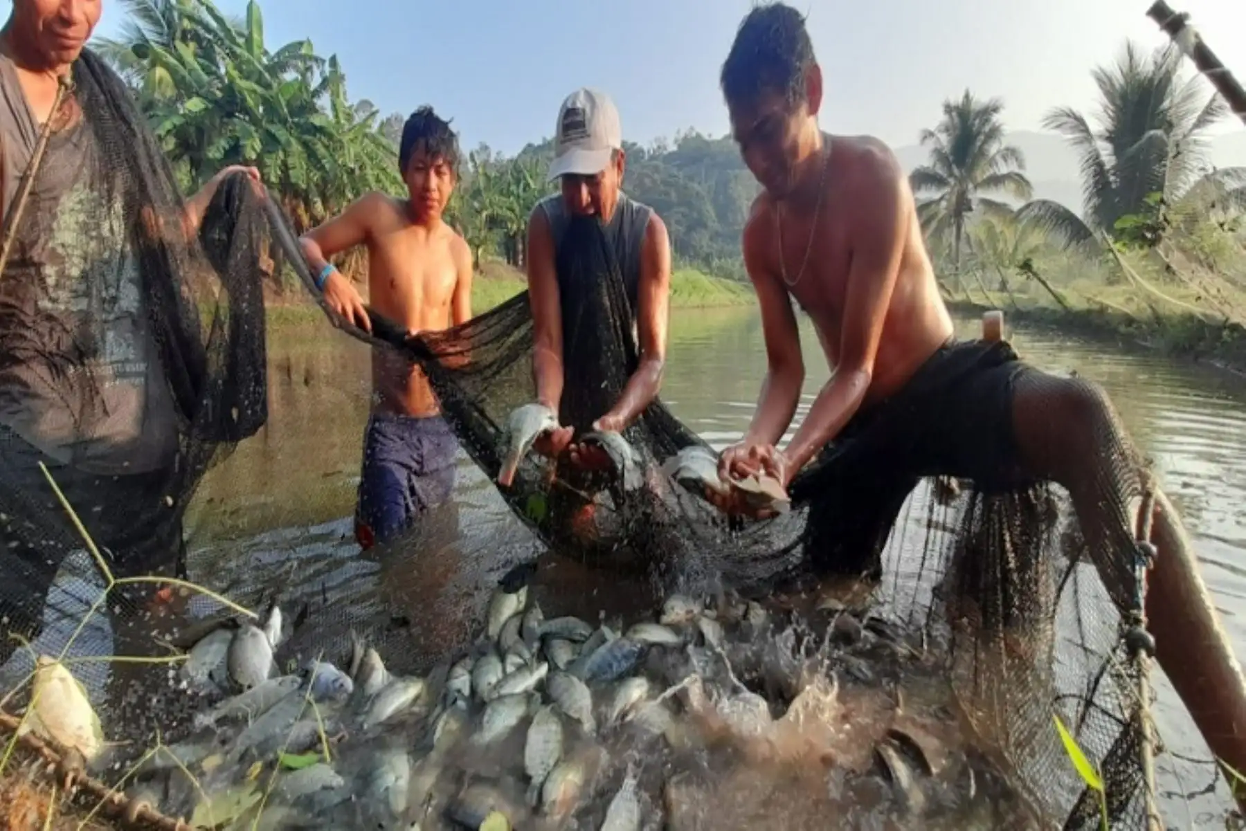 Exportaciones de trucha, tilapia, langostino y concha de abanico suman US$ 214 millones