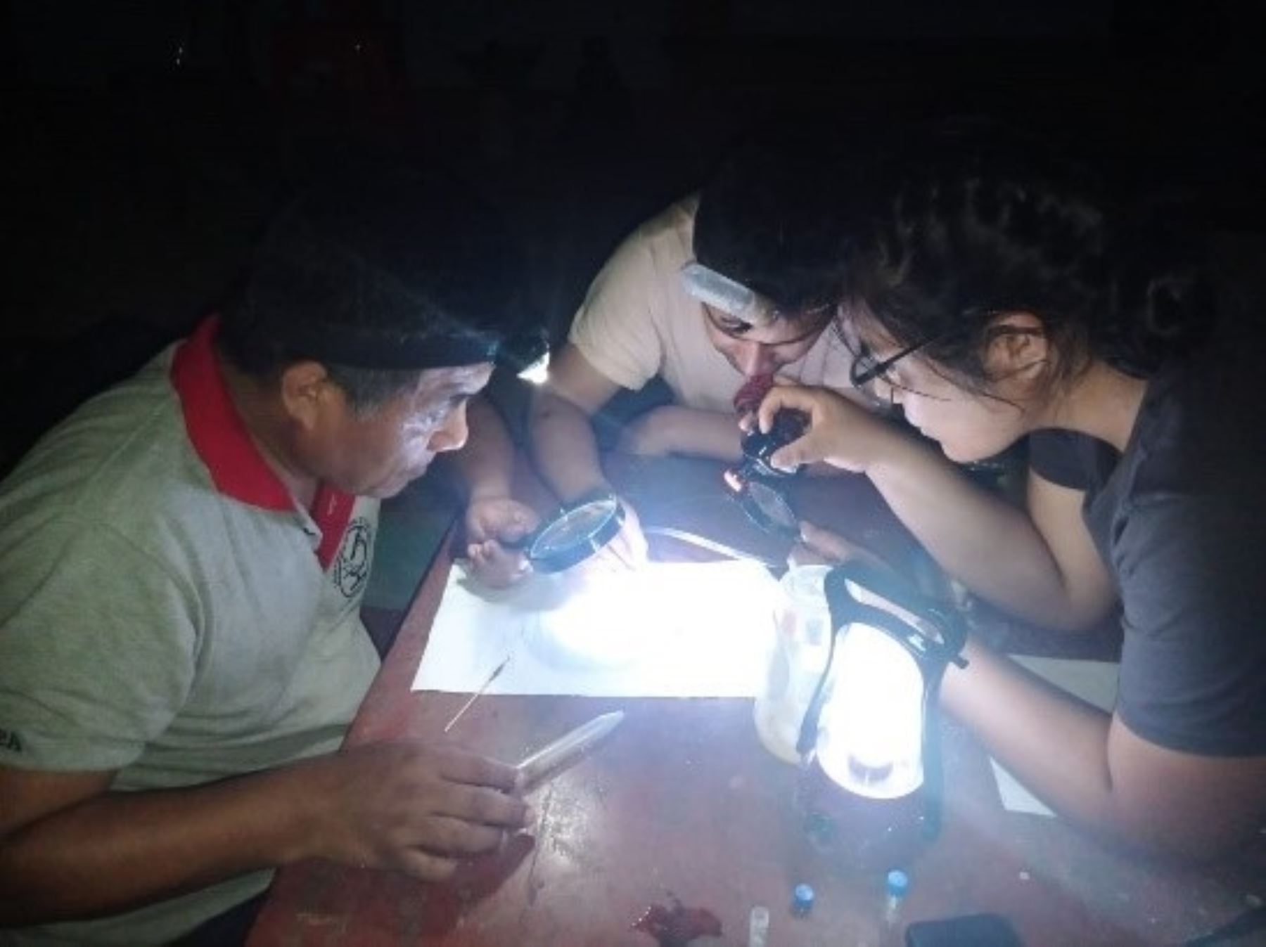 Investigadores de la Universidad Nacional Toribio Rodríguez de Mendoza, liderados por Stella Chanet, identificaron a un nuevo vector transmisor de la malaria en la región Amazonas. ANDINA/Difusión