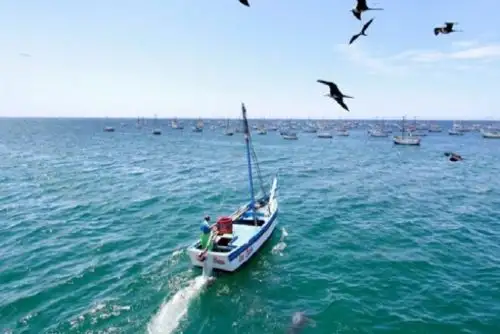Nuestro mar alberga una importante biodiversidad marina, habiéndose identificado preliminarmente más de 4,500 especies, entre peces (1090), moluscos (1128), algas (602) y crustáceos (518).