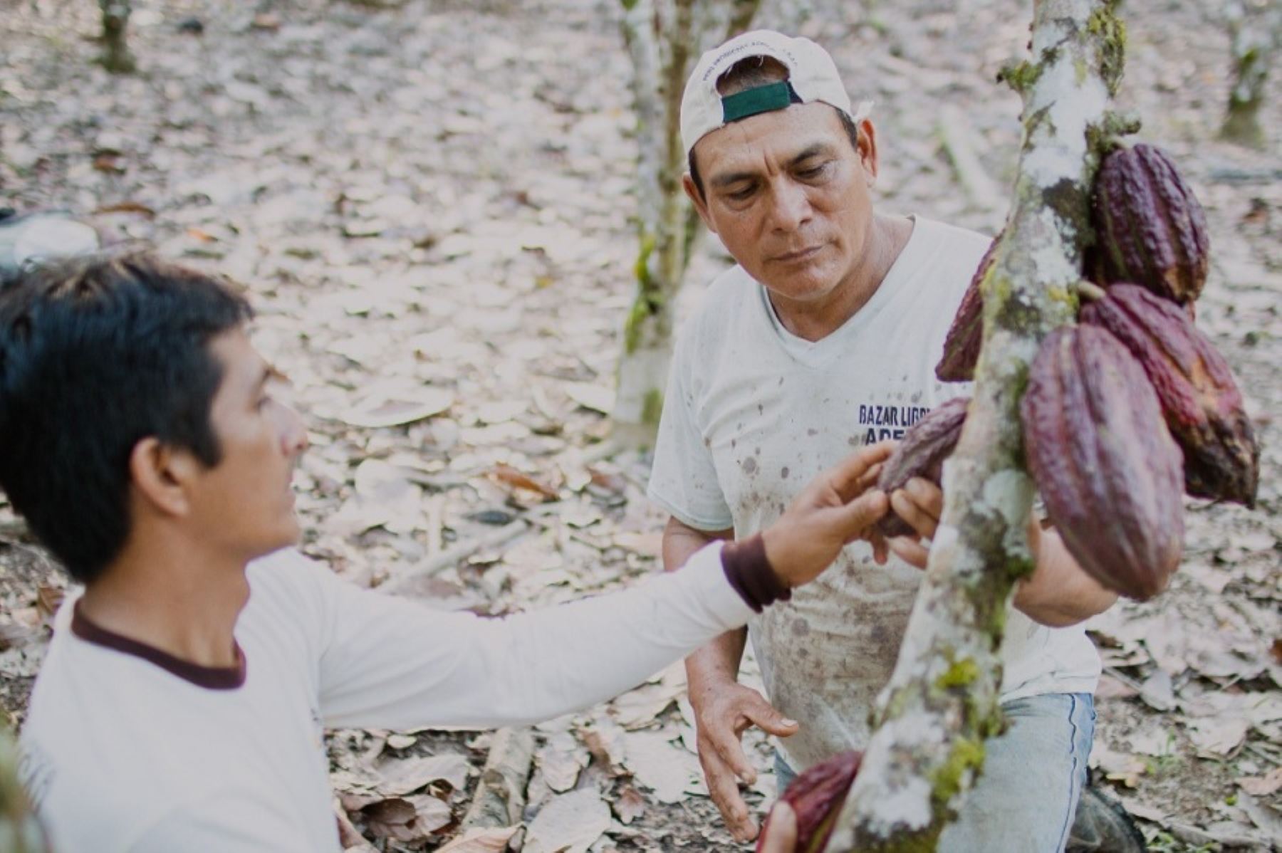 La Alianza Cacao Perú, una actividad público-privada, que nació en el 2012 con el apoyo de Usaid, culminó su implementación después de 10 años de trabajo, logrando construir una cadena de valor del cacao-chocolate, que benefició a miles de familias pequeñas productoras de las regiones de San Martín, Huánuco, Ucayali y Pasco.