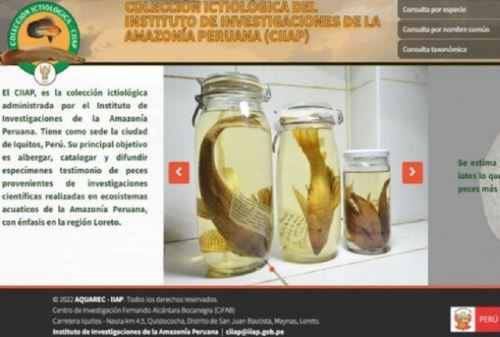 Con el objetivo de fomentar el conocimiento de nuestra diversidad biológica, el Instituto de Investigaciones de la Amazonía Peruana, órgano adscrito del Ministerio del Ambiente, lanzó el sistema web con geolocalización de datos de la Colección Ictiológica del IIAP (CIIAP).