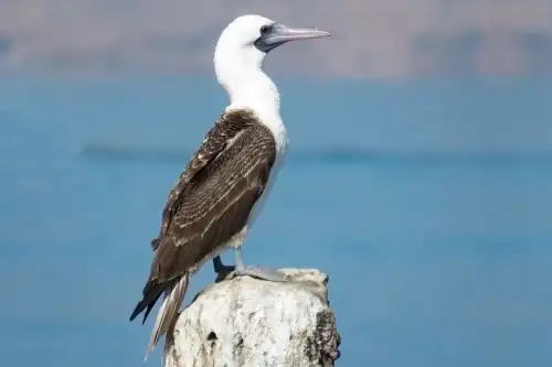 Proyecto de "Aves Centinela" busca convertir a los piqueros en aliados frente a la pesca irregular, demás de conocer cómo interactúan con las embarcaciones pesqueras.