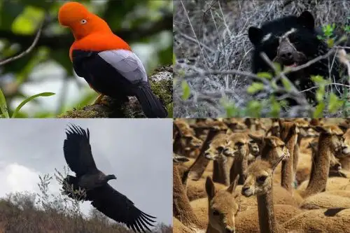 El territorio peruano alberga una de las mayores biodiversidades del planeta y su fauna, representada por muchas especies autóctonas, es un claro ejemplo de ello. ANDINA/Difusión