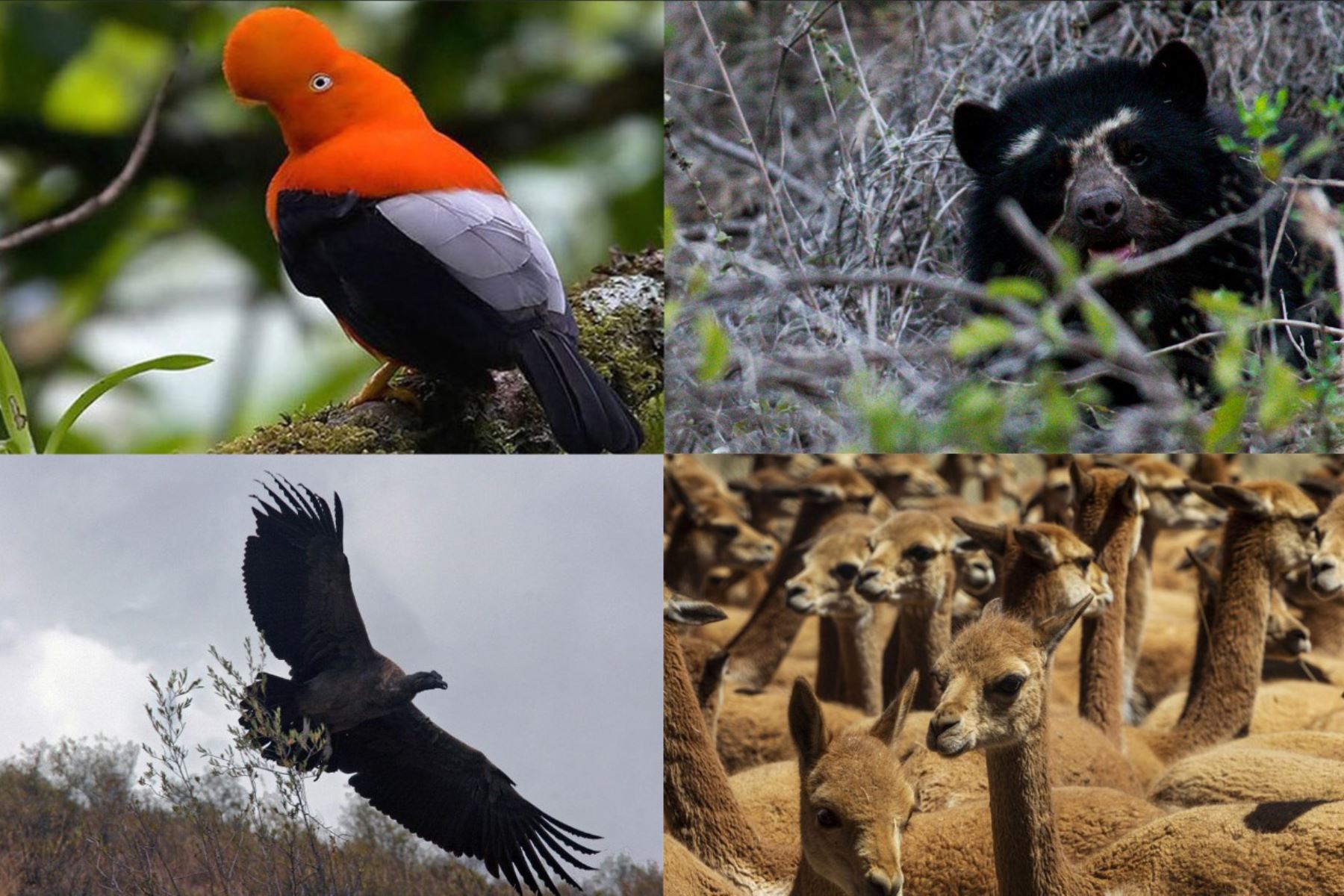 El Perú posee una rica fauna silvestre. En el Día Mundial de los Animales, recordemos a las especies emblemáticas de Perú. ANDINA/Difusión
