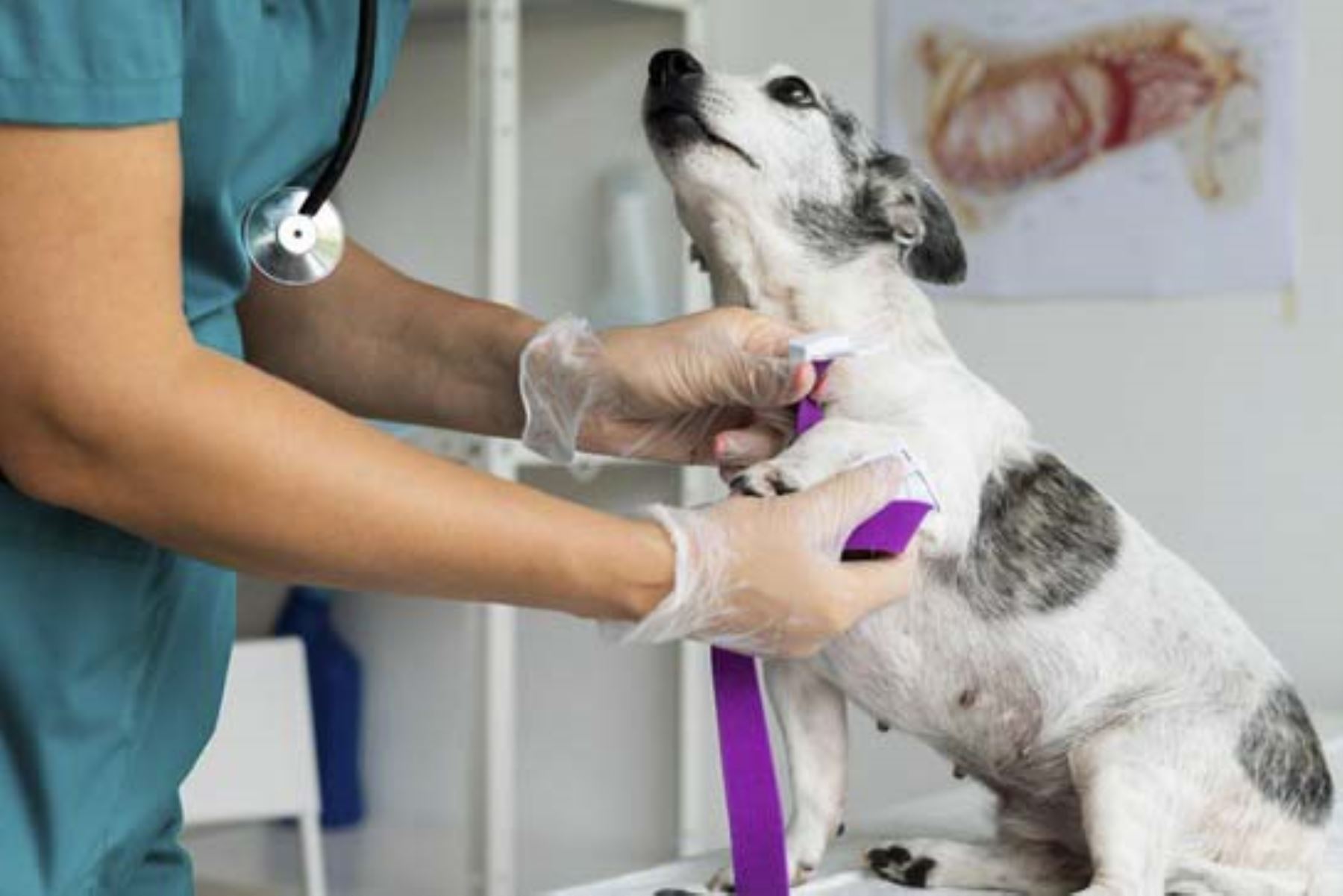 Algunas de las infecciones más comunes que pueden transmitir las mascotas son la rabia, toxoplasmosis, leptospirosis y enfermedad de Lyme, producida por las garrapatas.