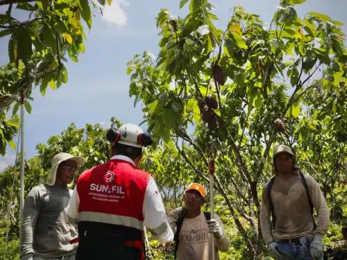 Inspectores de Sunafil brindan orientación sobre seguridad laboral a trabajadores de empresa dedicada a cultivo de cacao en Loreto. Foto: ANDINA/difusión.