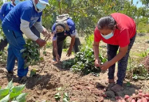 El proyecto Promoción de la Seguridad Alimentaria y Nutricional (Prosan), que impulsa el Programa Mundial de Alimentos en la provincia de Sechura apuesta por la capacitación en tecnologías innovadoras como el riego tecnificado y los biohuertos para aprovechar este recurso vital, generar alimentos e ingresos propios por parte de la esforzada población de esta provincia piurana. Fotos: Tayra Pinzón/Programa Mundial de Alimentos.