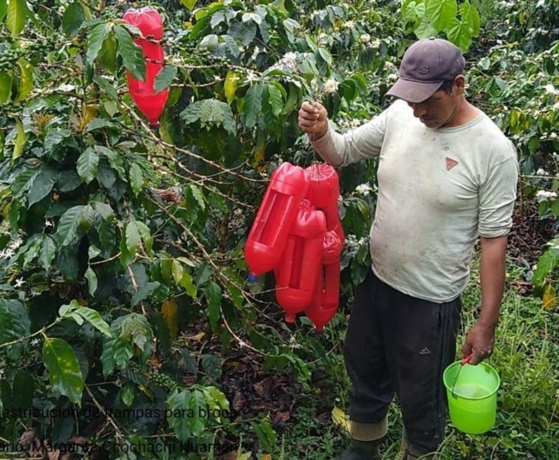 El INIA promueve la instalación de trampas ecológicas en el Vraem para reducir la plaga de la broca en los cultivos de café de la zona. ANDINA/Difusión