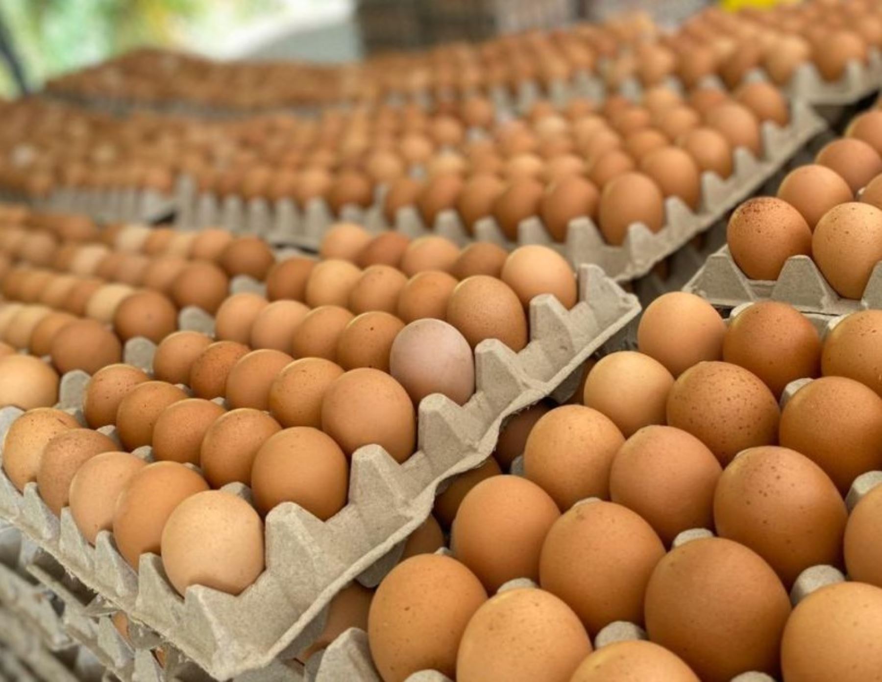 Senasa alerta del peligro a la salud si se consume huevo de contrabando que ingresa por la frontera con Bolivia. ANDINA/Difusión