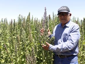 Investigadores de la Universidad Nacional San Agustín (UNSA) de Arequipa, liderado por Mateo Pocco, desarrollaron tres nuevas variedades de quinua más resistentes. ANDINA/Difusión