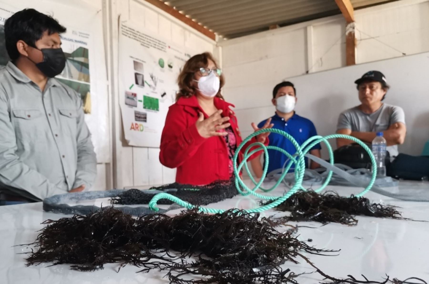 En la provincia de Trujillo, región La Libertad, se construye un centro piloto de cultivo de la macroalga roja conocida como mococho o yuyo, bajo un sistema de recirculación de agua de mar, abastecida y tratada con el método de filtración.