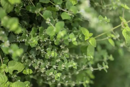La muña, conocida científicamente como Minthostachys mollis, es una planta aromática originaria de los Andes, particularmente popular en Perú y Bolivia. Foto: ANDINA/archivo