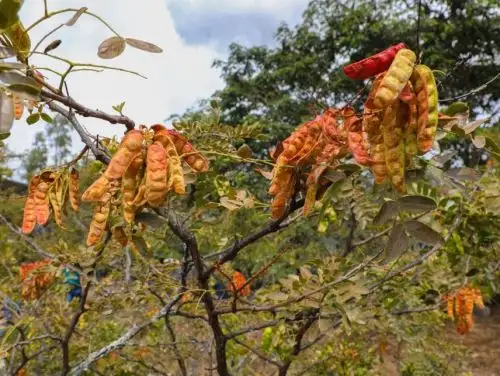 Inacal impulsará en Cajamarca las buenas prácticas en la cadena de valor de la tara, uno de los productos estrella de esta región.
