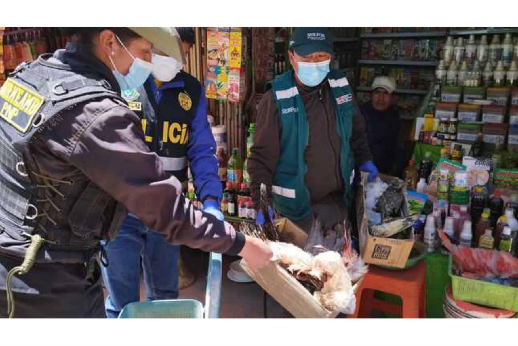En operativo inopinado personal del Serfor y agentes policiales recuperan 27 animales silvestres que eran vendidos en Juliaca, Puno.