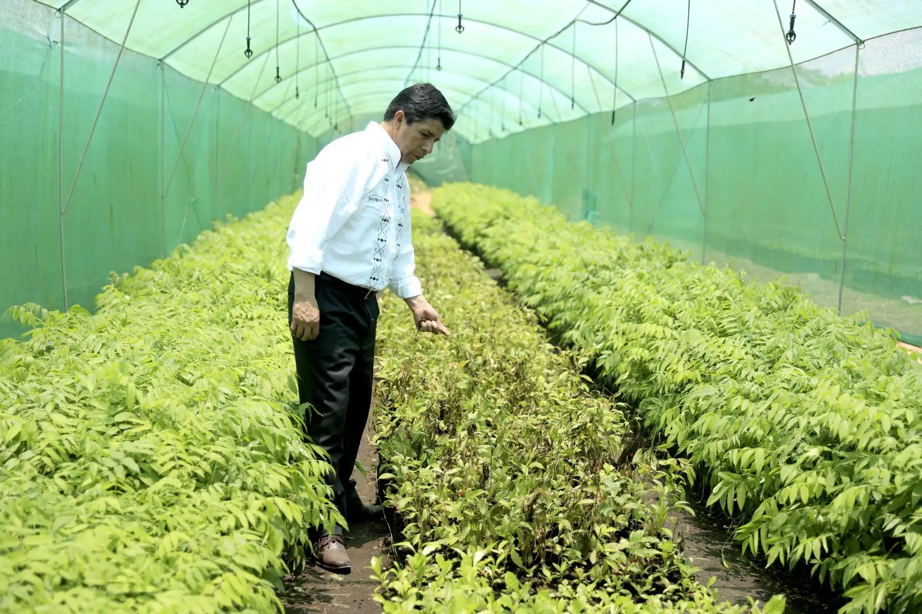 El presidente de la República, Pedro Castillo, realiza recorrido a la granja ganadera de Calzada, ubicada en el distrito de Calzada, provincia Moyobamba, región San Martín.Foto: ANDINA/Prensa Presidencia